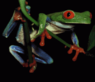 test - frog picture (pd) rom